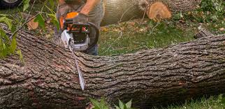 Best Tree Cabling and Bracing  in Steger, IL