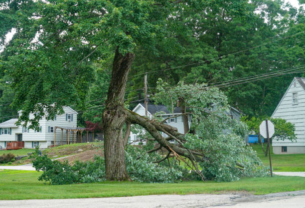 Leaf Removal in Steger, IL