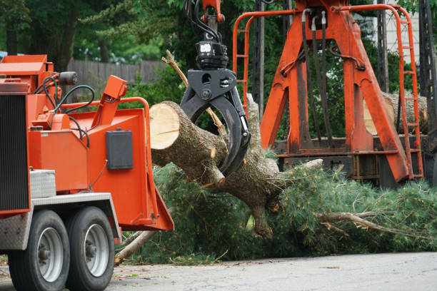 Best Arborist Consultation Services  in Steger, IL