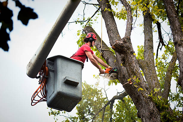 Best Seasonal Cleanup (Spring/Fall)  in Steger, IL