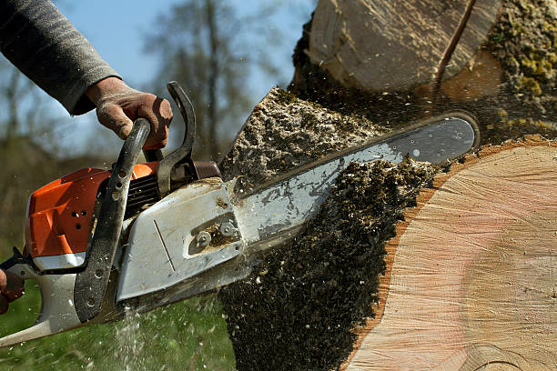 Best Firewood Processing and Delivery  in Steger, IL